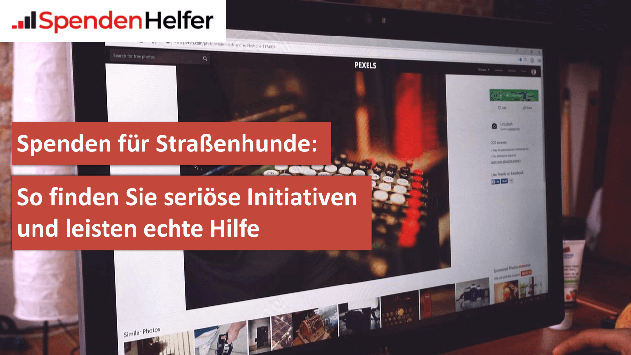 Spenden für Straßenhunde So finden Sie seriöse Initiativen und leisten echte Hilfe